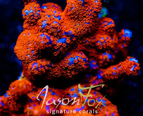 Superman Montipora Digi 1