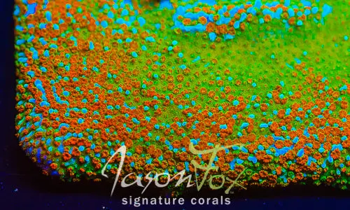 Jason Fox Jackpot Montipora 1