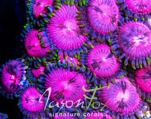 Jason Fox Blitzed Zoas 1
