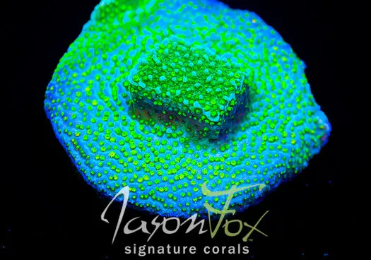 Jason Fox Pokerstar Montipora 1