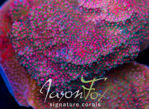 Jason Fox Frankie's Hot Pepper Montipora Cap 1