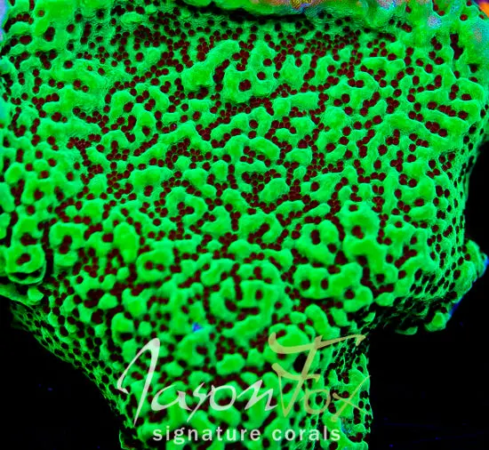 Chilli Pepper Montipora 1