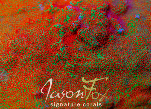 Jason Fox Reverse Sunset Montipora 1