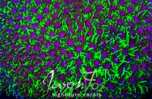 Jason Fox Inferno Galaxia 1