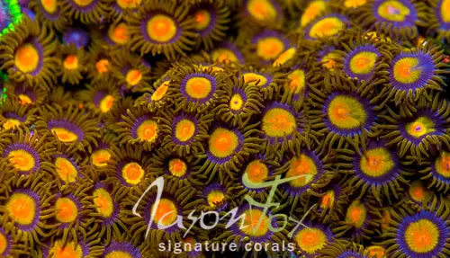 Jason Fox Sun Flower Zoas 1
