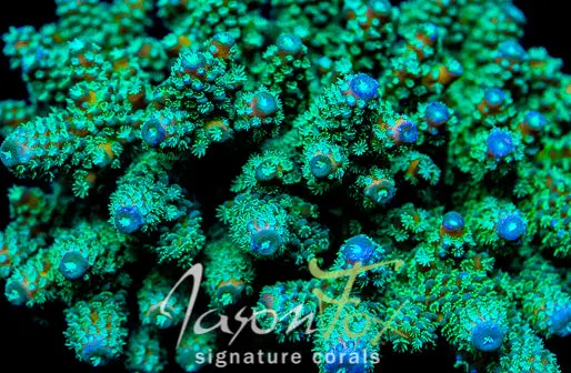 Jason Fox Autumn Blaze Acropora 1