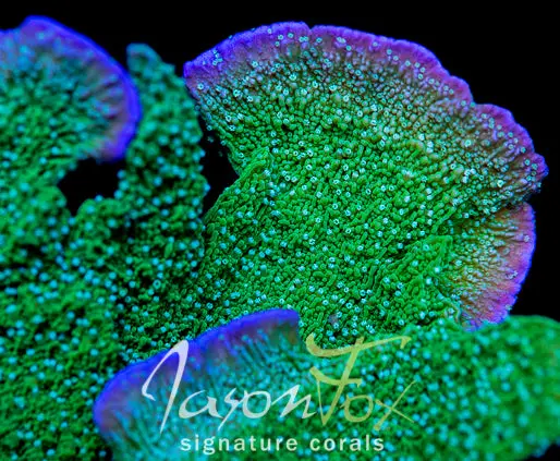 Original Leng Sy Purple Rim Montipora Cap 1