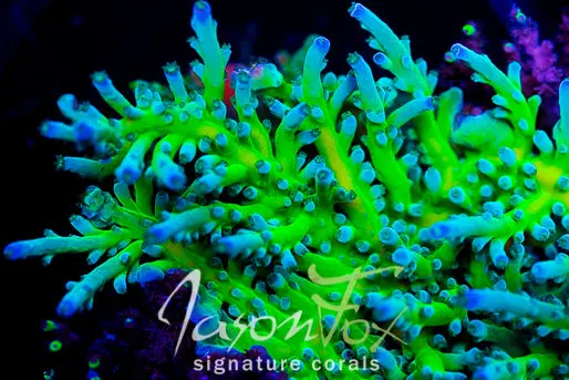 Jason Fox Lemongrass Acropora 1