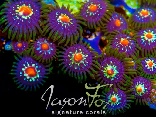 Jason Fox Stargazer Zoa 1