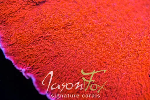 Jason Fox Red Montipora Cap 1