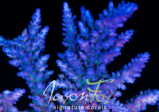 Jason Fox Purple Forest 1