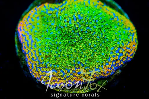 Jason Fox Fruity  Montipora 1
