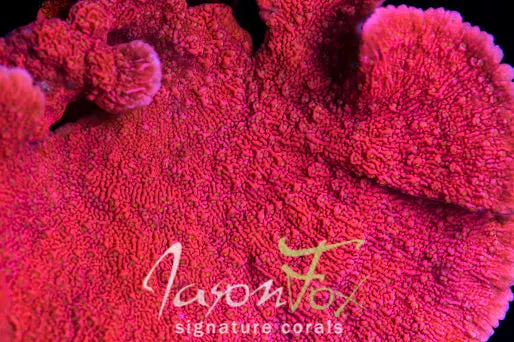 Tyree Setting Sun Yellow Polyp Montipora Cap 1