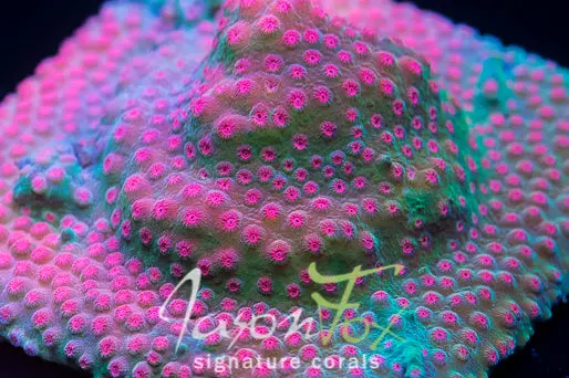Jason Fox Strawberry Cyphastrea 1