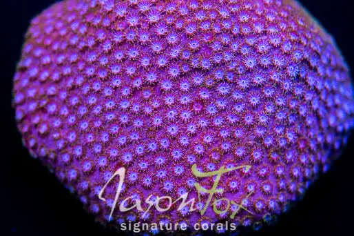 Uc Splendiferous Cyphastrea 1