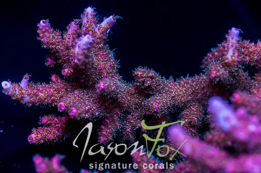 Hugo's Rainbow Stag Acropora 1