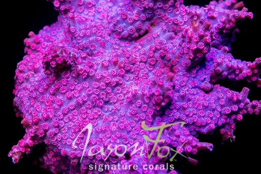 Jason Fox Pink Branching Cyphastrea 1