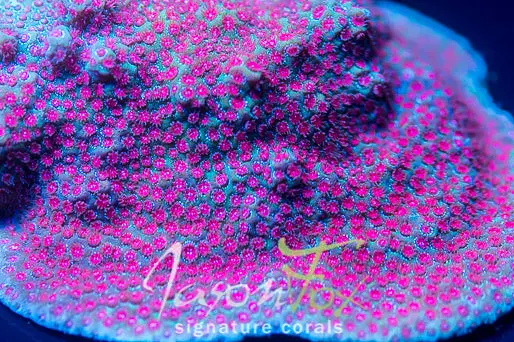 Jason Fox  Pink Passion Porites 1