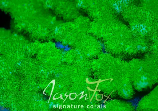 Jason Fox Forest Gump Pocillopora 1
