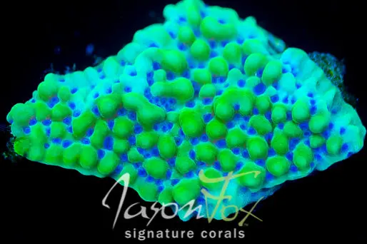Jason Fox Apple Berry Montipora 1