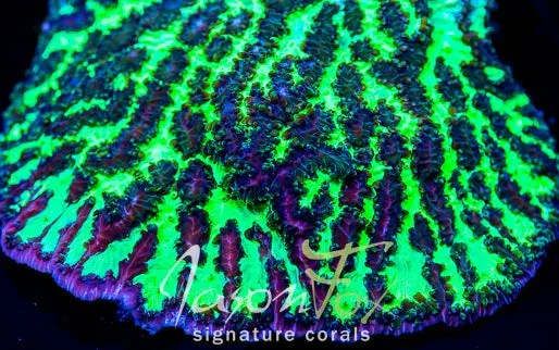 Jason Fox Highlighter Green Hydnophora 1