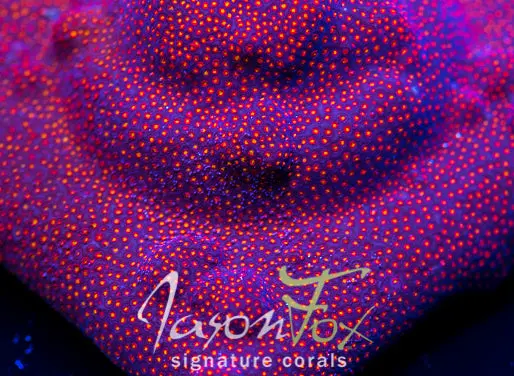 Jason Fox Stardust Stylo 1