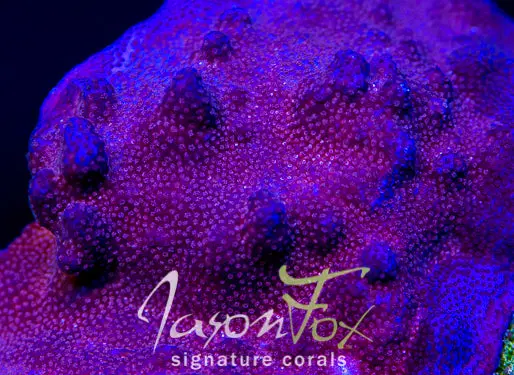 Jason Fox Indigo Montipora 1
