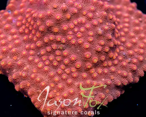 Jason Fox Hot Head Cyphastrea 1