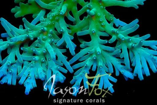 Jason Fox Green Mango Acropora 1