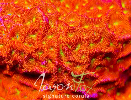 Jason Fox Jack - O - Lantern Leptoseris 1