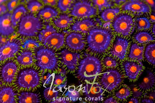 Jason Fox Ass Monkey Zoas 1