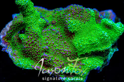 Jason Fox Grafted Rainbow Monti 1