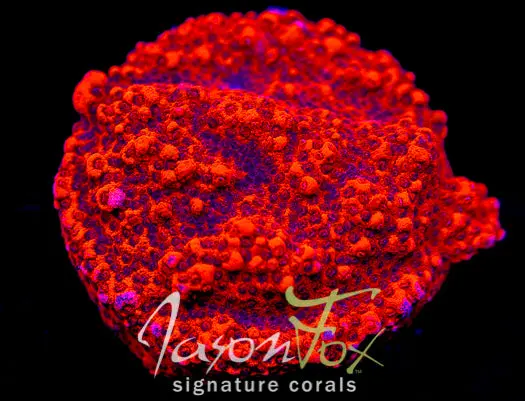 Jf Frankies Sunkissed Montipora 1