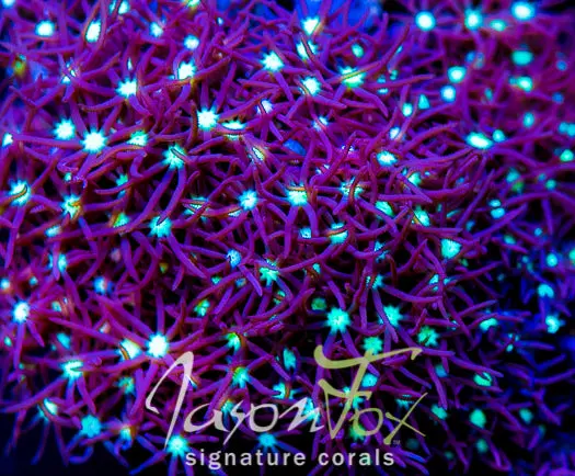 Jason Fox Deep Galaxy Star Polyps 1