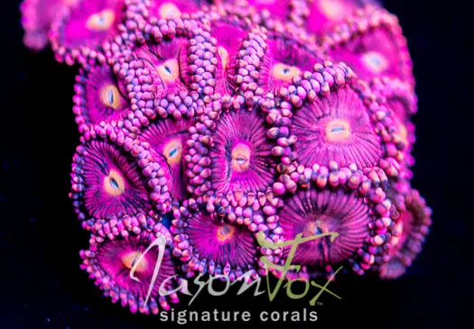 Jason Fox Burning Blossoms Zoanthids 1