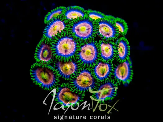 Cc Lazer Lemons Zoanthids 1