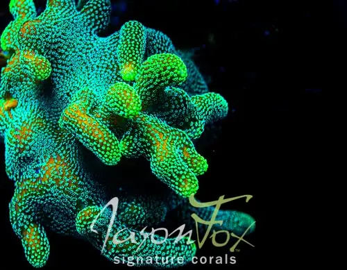 Jason Fox Project X Stylophora 1