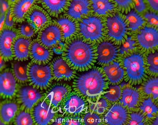 Jason Fox Big Bang Zoanthids 1
