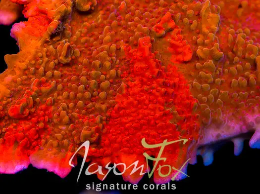 Jason Fox Grafted Montipora Setosa 1