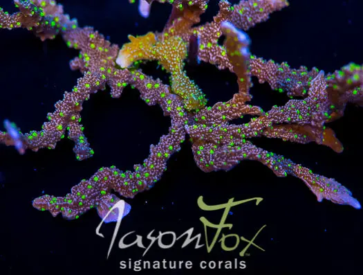 Jason Fox Midnight Dynamite Montipora Hirsuta 1