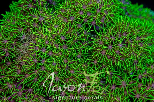Jason Fox Grinch Fuzz Star Polyps 1