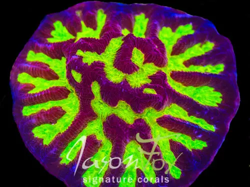 Aci Firestorm Goniastrea 1