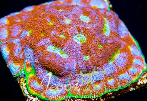 Jason Fox Sunset Watermelon Echinata 1