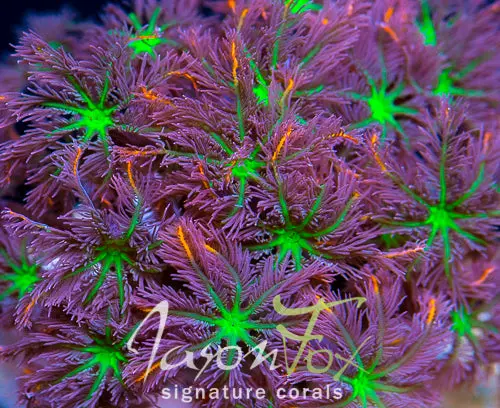 Jason Fox Orange Infused Rainbow Clove Polyps 1
