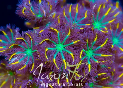 Jason Fox Yellow Infused Rainbow Clove Polyps 1