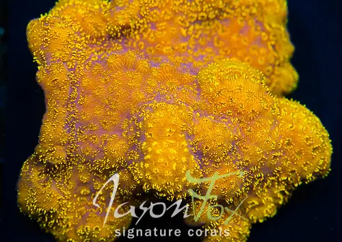 Jason Fox Golden Yellow Pavona 1
