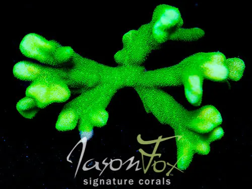 Jason Fox Green Branching Psammocora 1