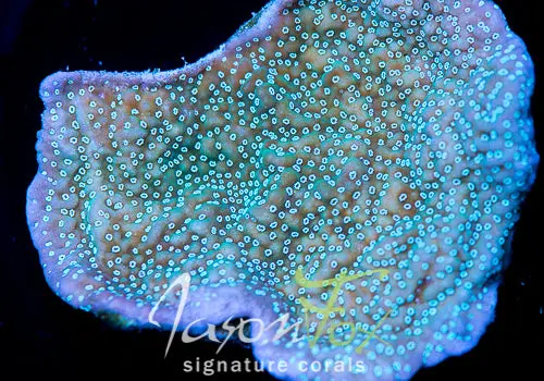 Tyree Montipora Undata 1