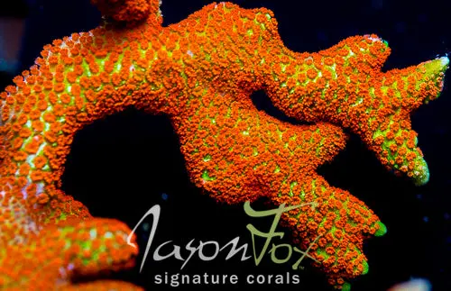 Jason Fox Suntan Montipora Digi 1