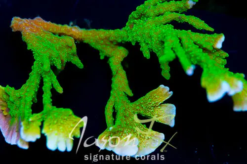 Jason Fox Green Montipora Hirsuta 1
